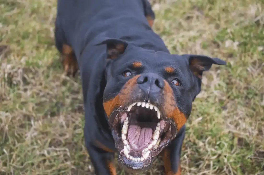Rottweiler attacks 5-year-old girl in Chennai