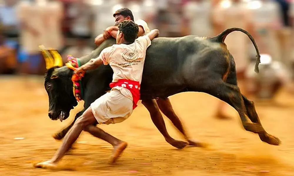 Jallikattu